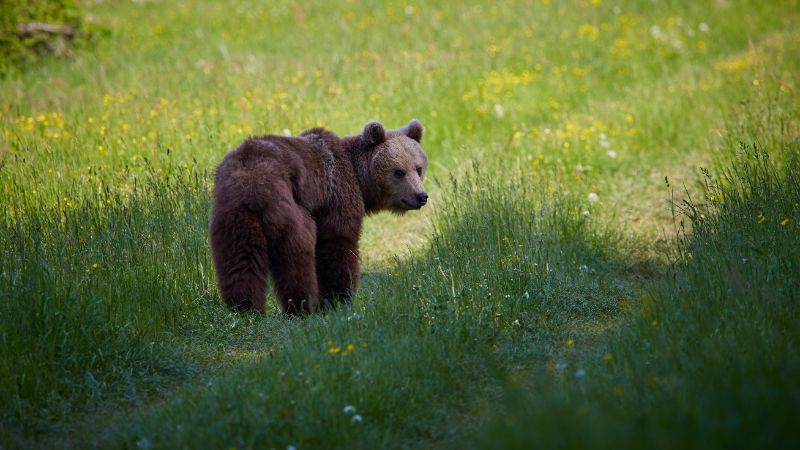 Maybe this bear will also leave some tracks!