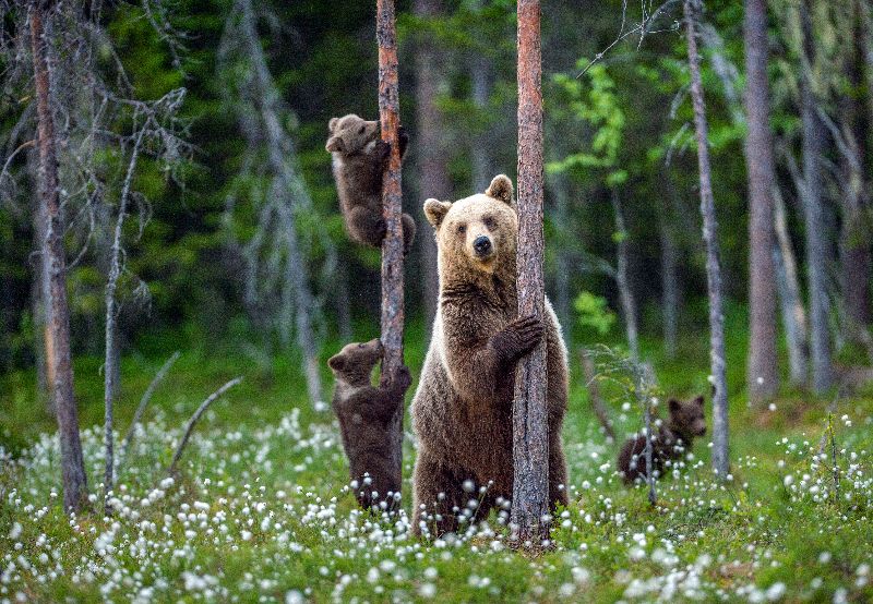 A mother bear spotted with her young ones in the dark.