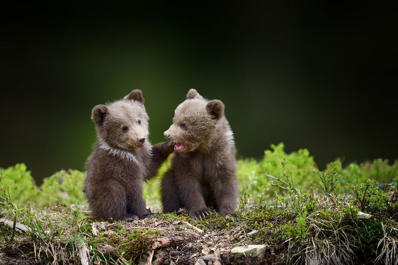 You might even spot baby bears.