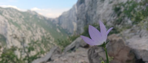 Flora in Paklenica