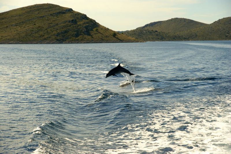 Dolfijnen in Kroatië