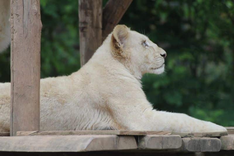 Zoo d'Amnéville - zoos in France