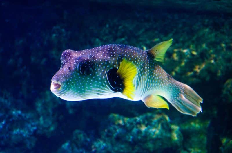 Aquarium La Rochelle - zoos France