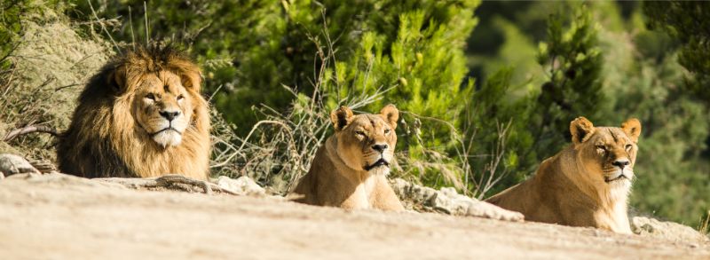 Réserve Africaine de Sigean - zoos in France