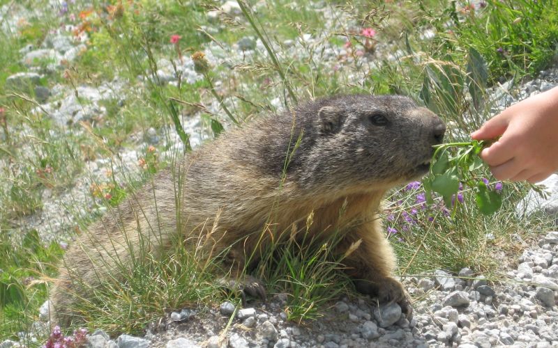 Marmots in France