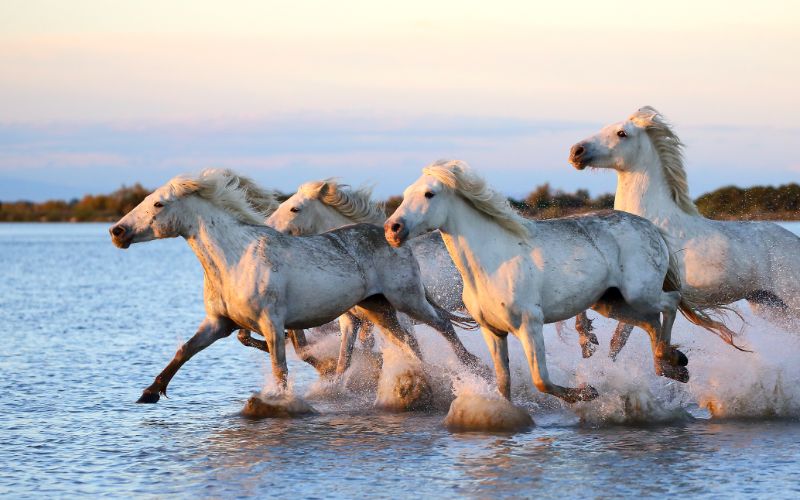 Camargue France