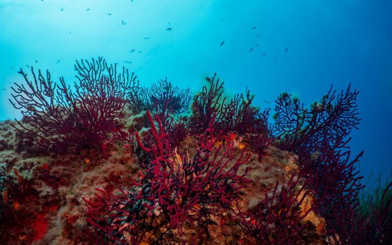 National Park de Port-Cros scuba diving