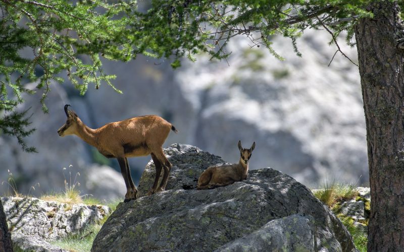 National Park Mercantour