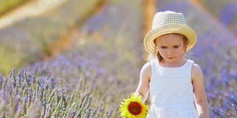 Where can you find the most beautiful lavender fields in France?